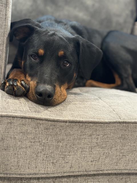 ECHO