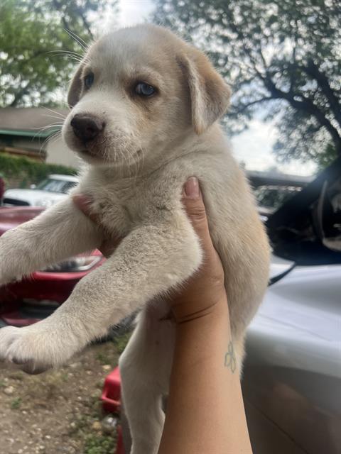 PUP4