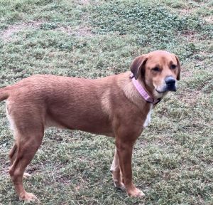 MAGGIE, Young Female unknown