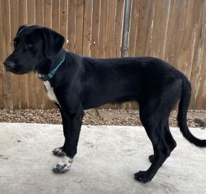 JETT, Young Female unknown