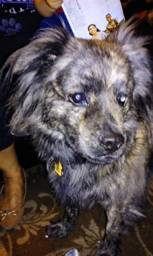 COCO, Senior Female unknown