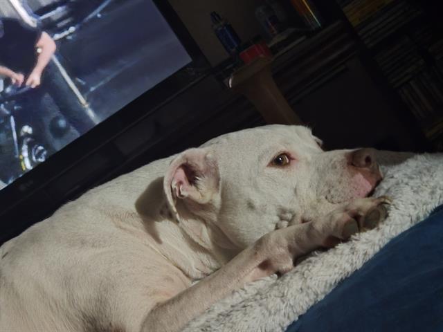 HAZEL