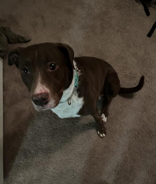XENA