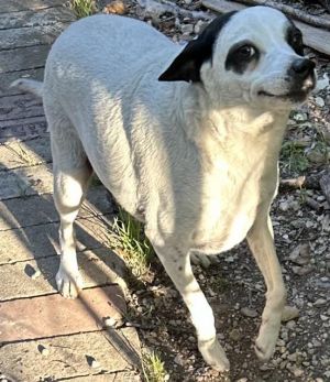 GIZMO, Adult Female unknown