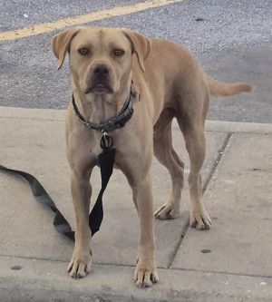 MARLEY, Adult Male unknown