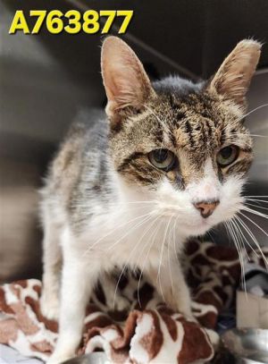 JONESY, Adult Male unknown