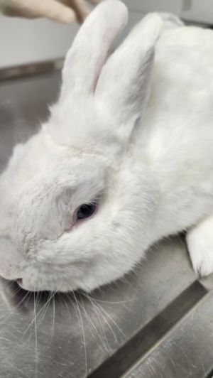 COTTON PUFF, Adult Male unknown