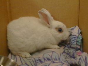 OPAL, Baby Female unknown