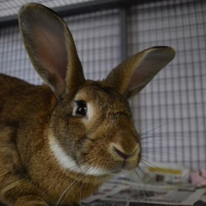 Lord Lagomorph, Adult Male unknown