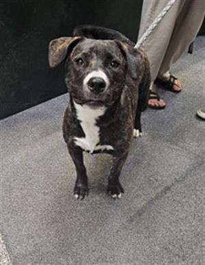 BOWIE Pit Bull Terrier Dog