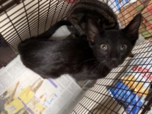 BOBBY Domestic Short Hair Cat
