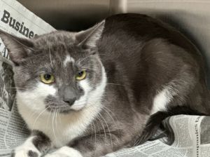 DOMINO Domestic Short Hair Cat
