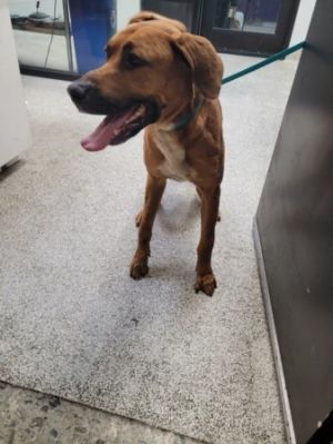 GEN Mixed Breed Dog