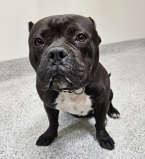 ROCCO Pit Bull Terrier Dog