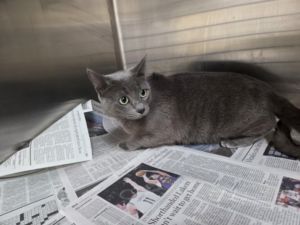 MANDY Domestic Short Hair Cat
