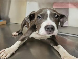 COBALT Pit Bull Terrier Dog
