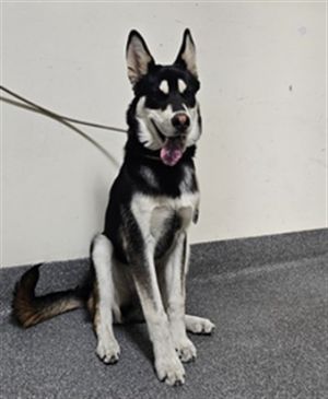 ROCKY Husky Dog
