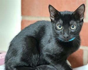 CHAKA Domestic Medium Hair Cat