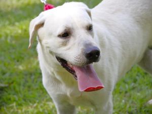 COLORADO Labrador Retriever Dog