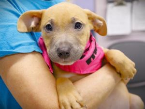 RAY D ATER American Staffordshire Terrier Dog