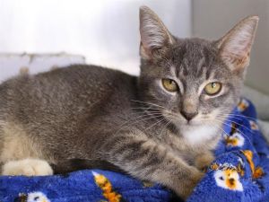 CHAI Domestic Short Hair Cat