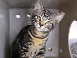 GRISHAM Domestic Short Hair Cat