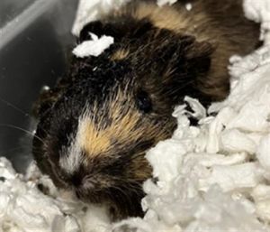 ASTRO Guinea Pig Small & Furry