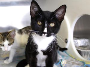 PEPPERS Domestic Short Hair Cat
