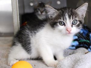 ALVIN Domestic Short Hair Cat