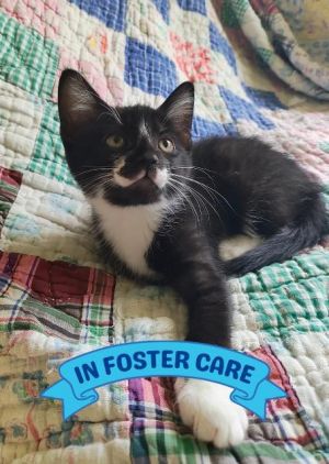 SHORTLEAF Domestic Short Hair Cat
