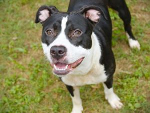 CHARITY American Staffordshire Terrier Dog