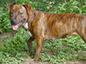 MISS E. ELLIOT American Staffordshire Terrier Dog