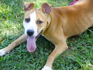 JEAN GREY American Staffordshire Terrier Dog