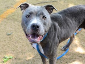 Im Baker Im about 55lbs and I was surrendered to the shelter because my owner was moving He said