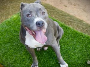 BAKER American Staffordshire Terrier Dog
