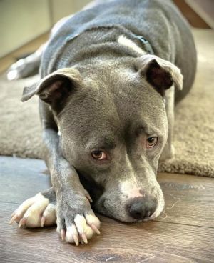 Hi my name is Baker Im a sweet and settled boy who was returned here after being adopted 3 years