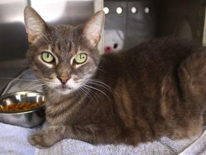 GUNNER Domestic Short Hair Cat