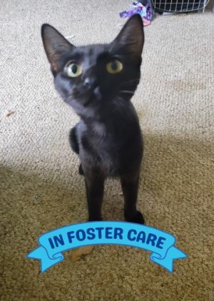 Hey there Im Ponderosa Im a sweet but shy cat Ive just raised a litter of five kittens in a
