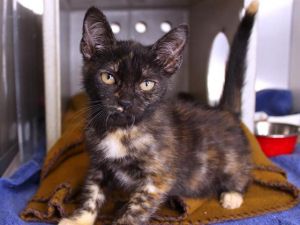 ZELDA Domestic Short Hair Cat