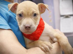 OTTO GRAF American Staffordshire Terrier Dog