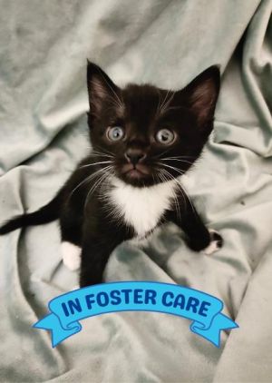 LONGLEAF Domestic Short Hair Cat