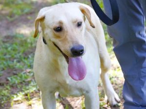 VIRGINIA Labrador Retriever Dog