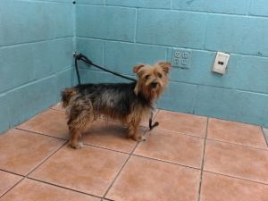 THOR Yorkshire Terrier Dog