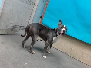 ROCKY Pit Bull Terrier Dog
