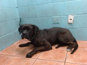 NIGHTCRAWLER Pit Bull Terrier Dog