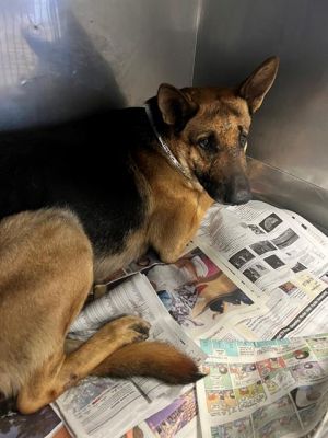 MANOLO German Shepherd Dog Dog