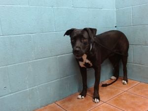 ECLIPSE Labrador Retriever Dog