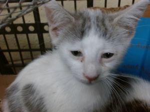 DULCE Domestic Short Hair Cat