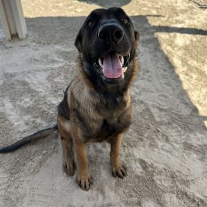 HECTOR