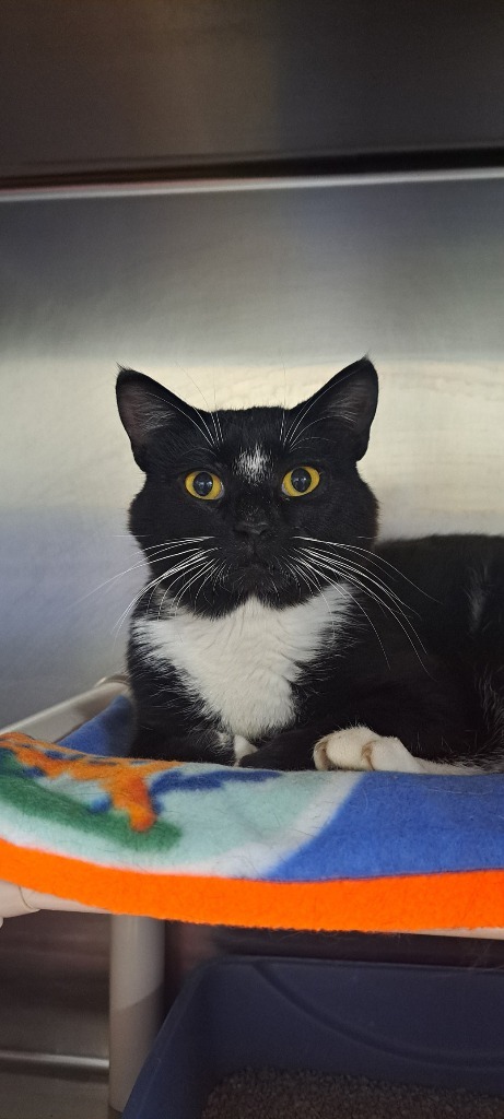 Vinnie, an adoptable Domestic Short Hair in Virginia, MN, 55792 | Photo Image 1